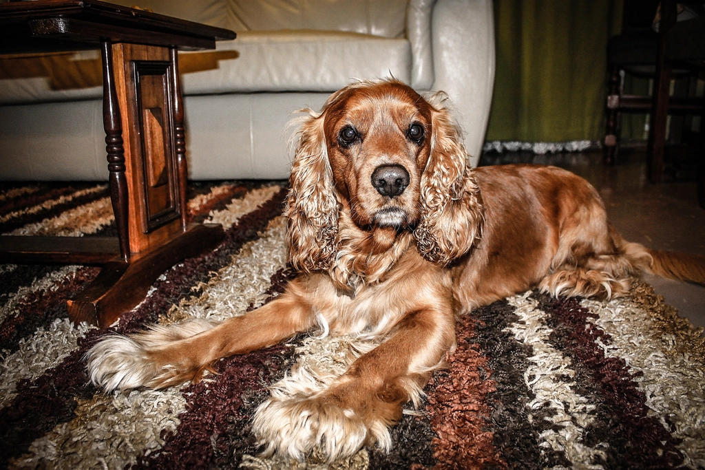 Pet Stain & Odor Removal in Apex, NC
